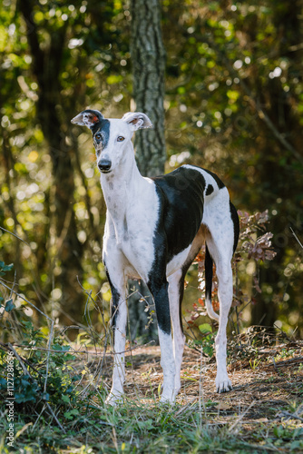 A greyhound stands alert among the greenery of a forest. Its slender body and distinct markings are showcased in the natural backdrop, emphasizing its graceful presence.