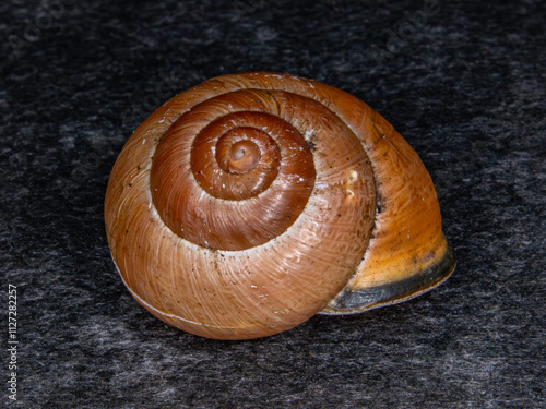 Leeres Weinbergschneckenhaus, Weinbergschnecke, Schneckenhaus. Braun, Detail.