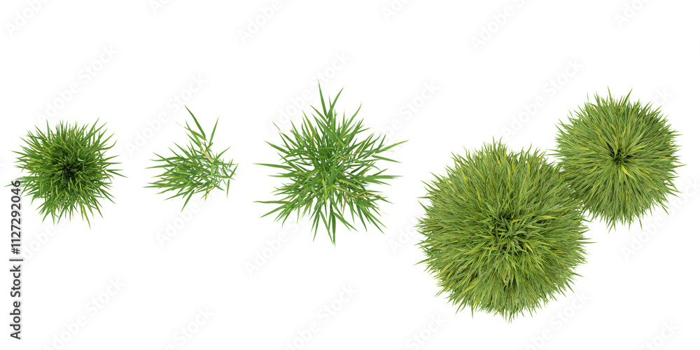 set of Hakonechloa grass on transparent background from the top view set of Hakonechloa grass on transparent background from the top view