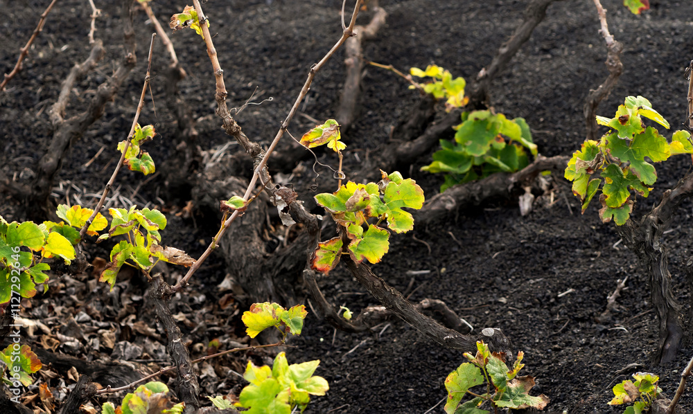 Vineyards in the black lava ground with a growing grapes of La Geria, Lanzarote Island. Vineyards in the black lava ground with a growing grapes of La Geria, Lanzarote Island.