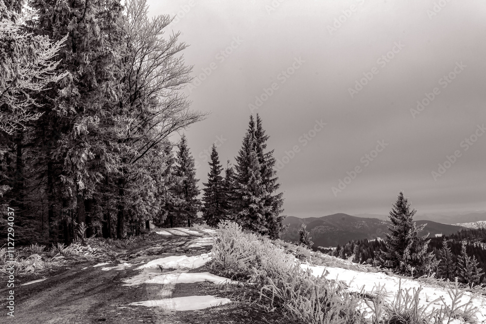 Obraz premium Landscapes - Forest - Europe, Romania, Suceava region 