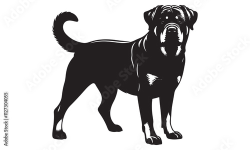 Isolated pedigree black Labrador Retriever puppy, a cute canine breed, in a studio portrait