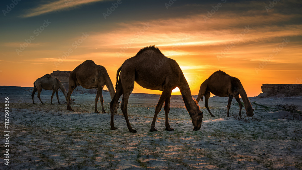 Beautiful Sunset Desert Landscape with camel near Al Sarar Saudi Arabia.Selective focused background blurred.
