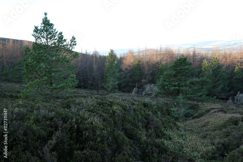 Walking trail leading to Bennachie - From Pitcaple - Aberdeenshire - Scotland - UK