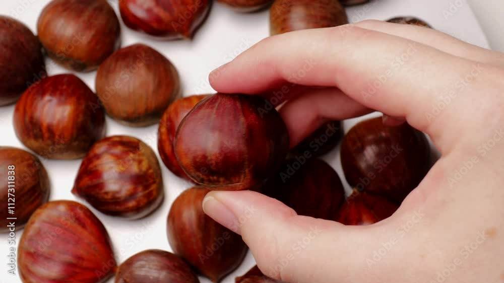 hand holding fresh edible chestnut (Castanea sativa). Rich brown chestnuts. Concept of fall foraging, fresh produce, and nature’s bounty. hand holding fresh edible chestnut (Castanea sativa). Rich brown chestnuts. Concept of fall foraging, fresh produce, and nature’s bounty.