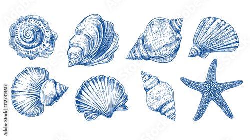 Minimalist seashells png illustration collection. Art for greeting cards, wedding invitations, poster design, postcards, branding, logo design, transparent background