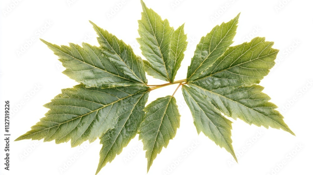 Acer negundo leaves composition showcasing vibrant green colors on a clean white background for nature and botanical themes Acer negundo leaves composition showcasing vibrant green colors on a clean white background for nature and botanical themes