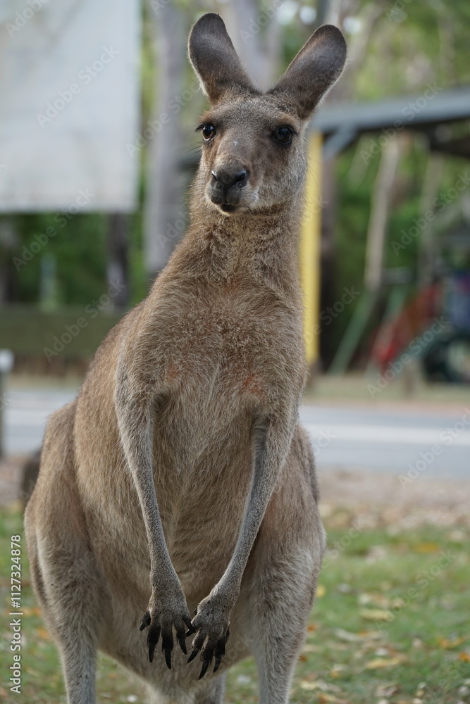 Fototapeta premium CANGURO AUSTRALIA FOTOGRAFIA ANIMAL