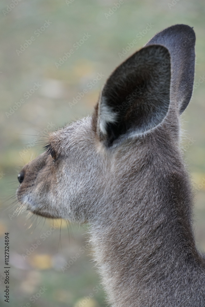 Fototapeta premium CANGURO AUSTRALIA FOTOGRAFIA ANIMAL