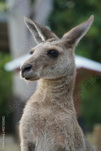 CANGURO AUSTRALIA FOTOGRAFIA ANIMAL