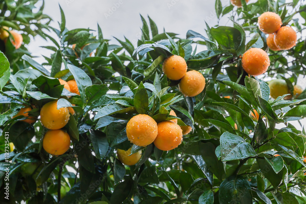 Tangerine tree with ripening fruits after a rain against sky Tangerine tree with ripening fruits after a rain against sky