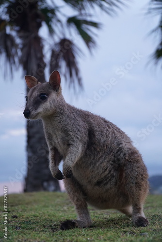 CANGURO AUSTRALIA FOTOGRAFIA ANIMAL