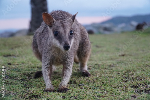 CANGURO AUSTRALIA FOTOGRAFIA ANIMAL
