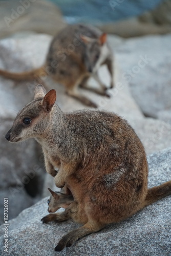 CANGURO AUSTRALIA FOTOGRAFIA ANIMAL
