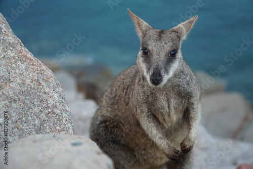 CANGURO AUSTRALIA FOTOGRAFIA ANIMAL