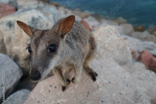CANGURO AUSTRALIA FOTOGRAFIA ANIMAL
