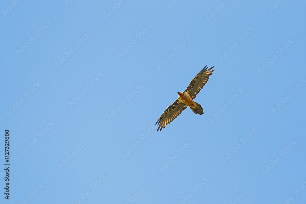 Fototapeta premium adult bearded vulture, lammergeier (gypaetus barbatus) in flight