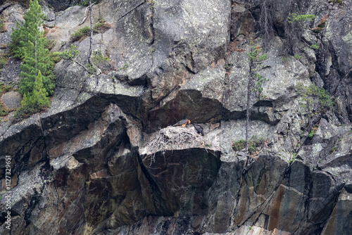 Photography adult and juvenile bearded vulture, lammergeier (gypaetus barbatus) at the aerie