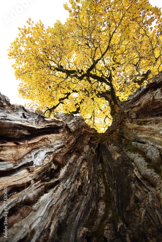 An olden aged sycamore maple (acer pseudoplatanus) photographed from inside the trunk photo