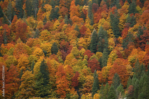 Colourful Autumn view on a mixed forest in the alps