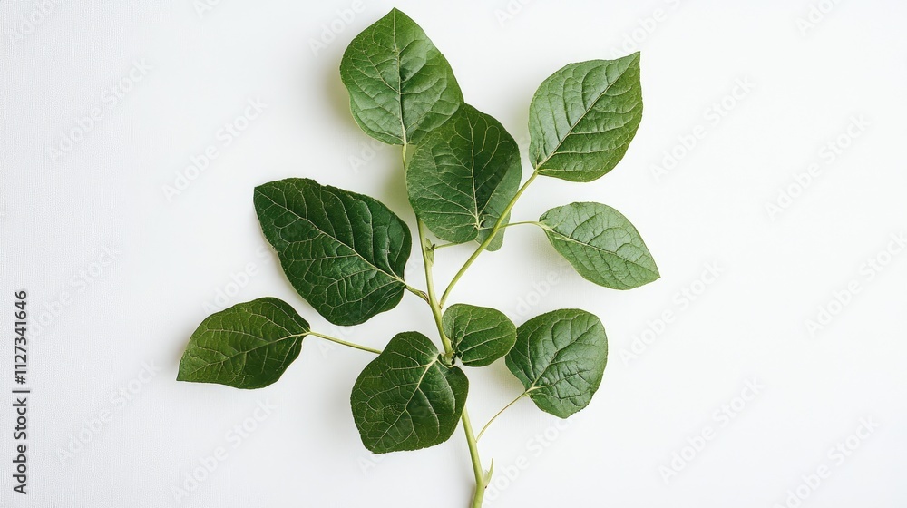 Fresh green leaves arranged on a pristine white background symbolizing nature and tranquility in design and lifestyle concepts. Fresh green leaves arranged on a pristine white background symbolizing nature and tranquility in design and lifestyle concepts.