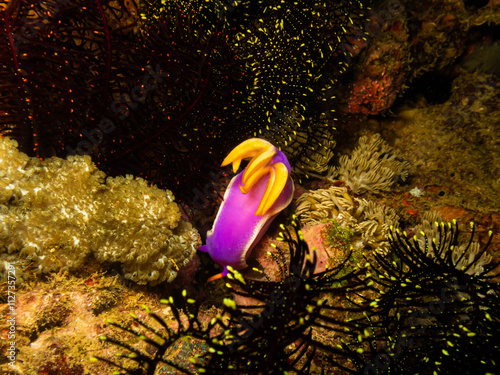 Nudibranch Hypseledoris apolegma at a Puerto Galera reef in the Philippines. These reefs are so healthy and teaming with life photo