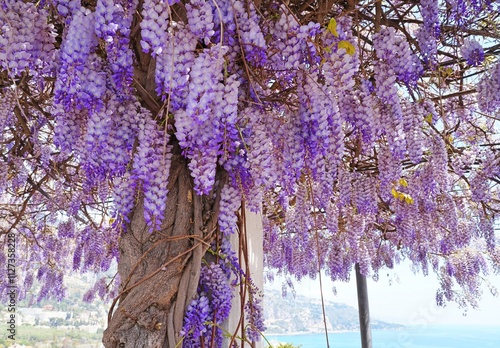 Purple wisteria flowers in bloom hanging from the vine photo