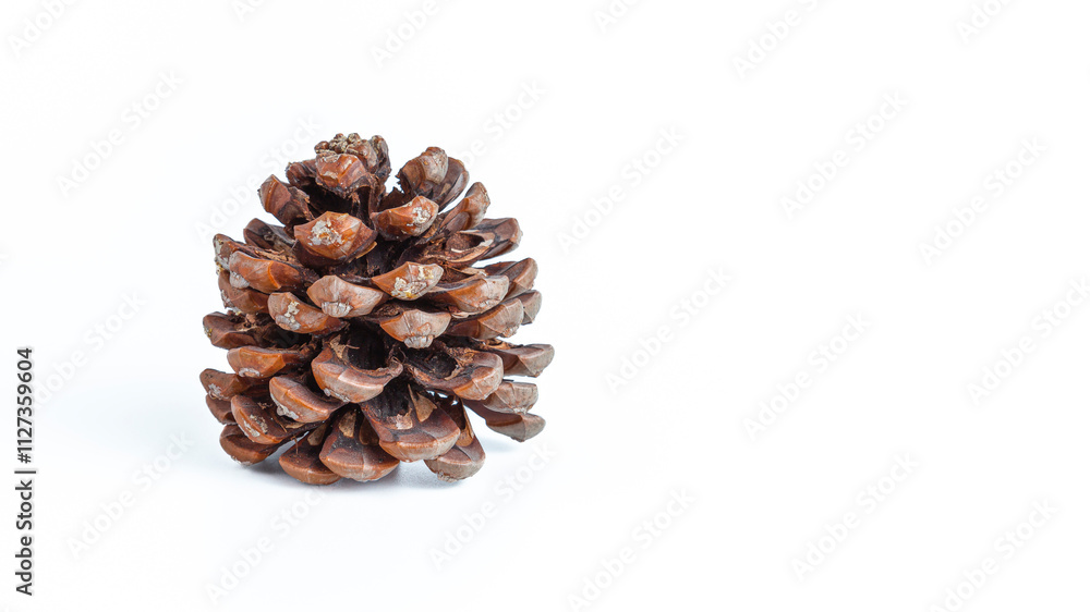 Pine cone isolated on white background. Copy space.
Pine cone isolated on white background. Copy space.