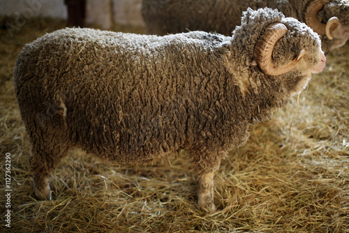 Farm animals in Bergerie National - Model farm - Rambouillet - Yvelines - Ile-de-France - France