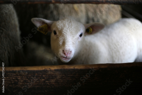 Farm animals in Bergerie National - Model farm - Rambouillet - Yvelines - Ile-de-France - France