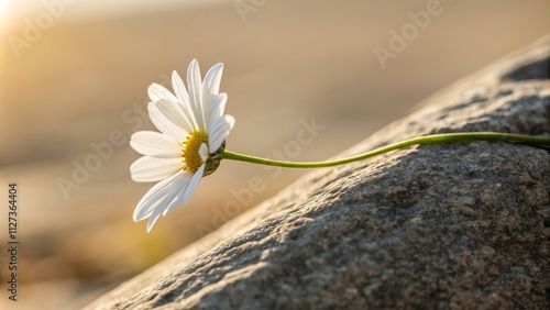 Golden Hour Daisy on Rock C...