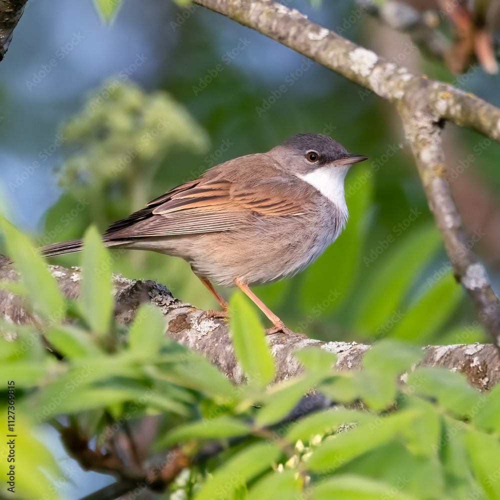 Fototapeta premium Common whitethroat