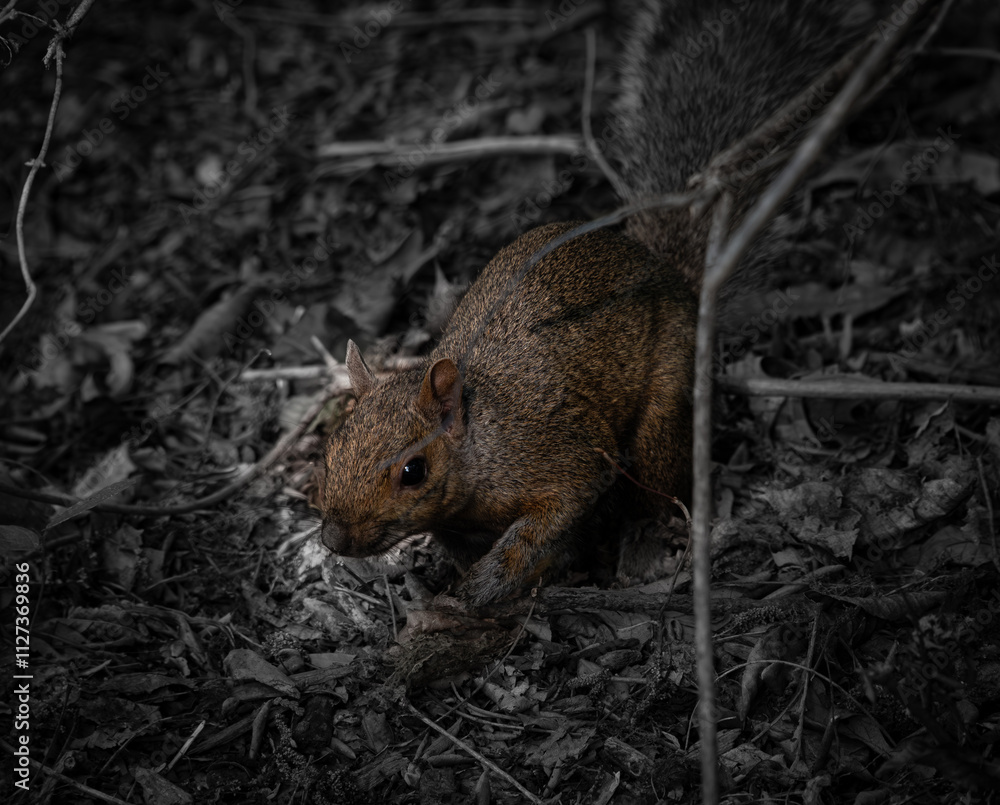 squirrel in the woods