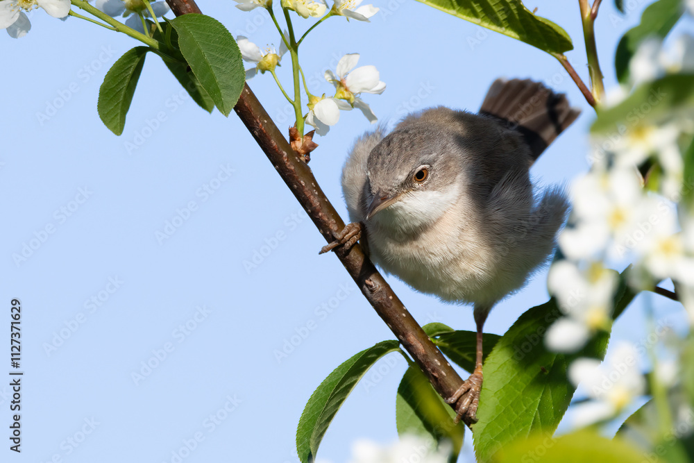 Fototapeta premium Common whitethroat