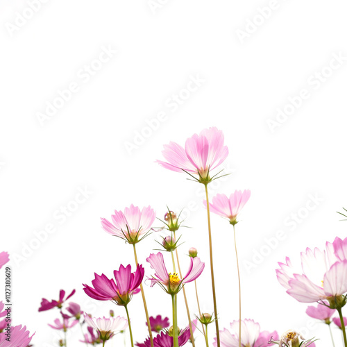 Delicate pink cosmos flower with on isolated background