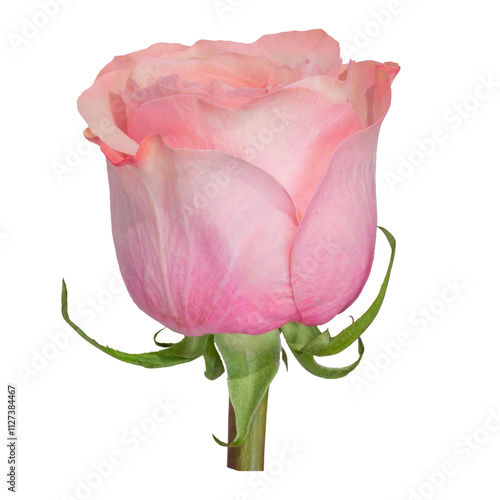 A fresh pink rose in full bloom