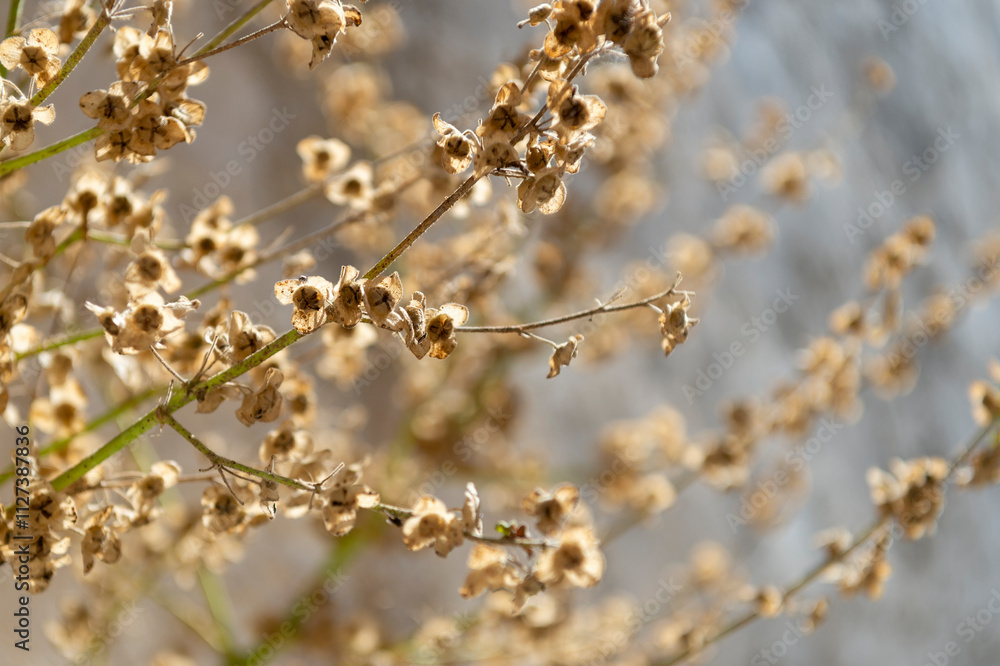 Abstract view of dried flowers on the greek island of Serifos Abstract view of dried flowers on the greek island of Serifos