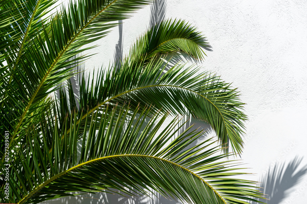 Abstract view of palm fronds against a rustic whitewashed wall in a straditional ugar cube greek village Abstract view of palm fronds against a rustic whitewashed wall in a straditional ugar cube greek village