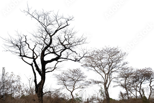 Leafless bare trees isolated on white transparent sky, deciduous plants in African savannah	 photo