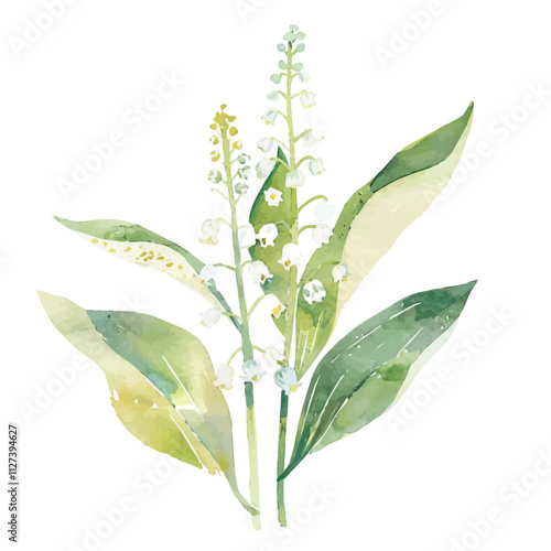 A watercolor painting of lily of the valley, isolated on a white background. Lily of the valley vector.