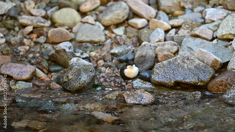 dipper bird hunting dipper bird hunting