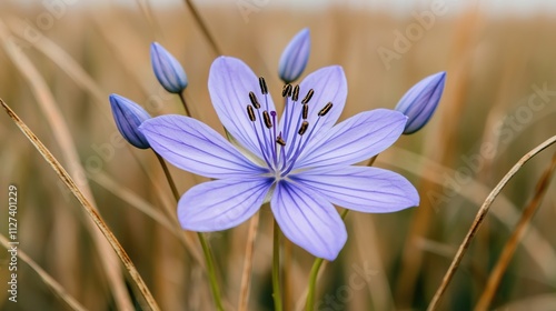 Vibrant Blue Wildflower in Tall Grass, Blue flower in the wild concept. photo