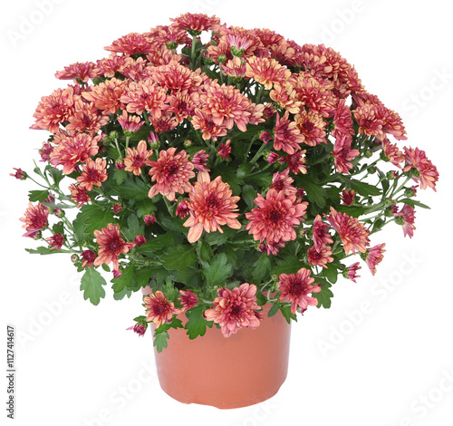 Fotografie Pot de chrysanthème rouge