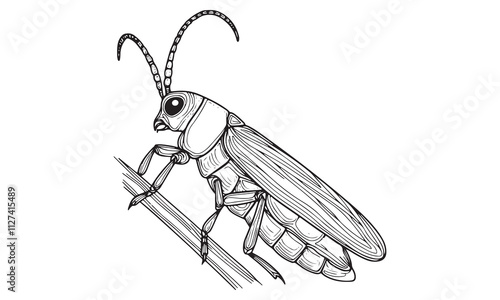 Isolated macro photo of a small, black mosquito insect with white background