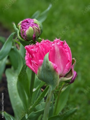 Wallpaper Mural Tulips in the park Torontodigital.ca