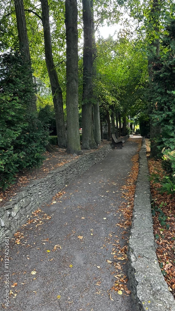 Fototapeta premium A charming park path lined with trees and a rustic stone wall. The play of sunlight filtering through the leaves creates a serene and inviting atmosphere, perfect for a leisurely stroll