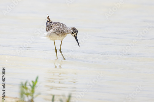 Grünschenkel watet bei der Suche nach Nahrung durch das flache Wasser photo