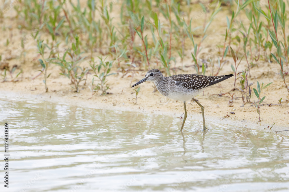 Grünschenkel watet durch das flache Wasser Grünschenkel watet durch das flache Wasser