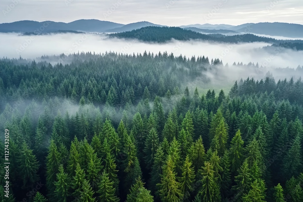 A panoramic view of the dense forest, with mist rising from its trees and hills in the background. A panoramic view of the dense forest, with mist rising from its trees and hills in the background.
