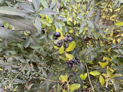 Photography Close-up of ripe black berries on the branches of the Ligustrum vulgare shrub
